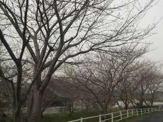 100321_0824391.jpg
